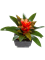 Bromelia Tuft - Foto 46040