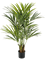 Kentia 6' palm (250 lvs.) - Foto 46079