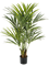 Kentia 9' Palm (766 lvs.) - Foto 46080