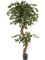 Ficus exotica Corkscrew - Foto 46144