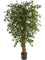 Ficus longifolia Umbrella - Foto 46161