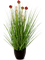 Grass Allium Tuft w/red Fl. - Foto 46239