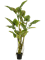 Colocasia Branched - Foto 46326