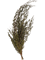 Lungifolia Bush (6 bunch) - Foto 46357