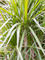 Dracaena marginata 'Sunray' - Foto 47701