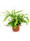 Microsorum diversifolium 6/tray - Foto 47817