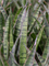 Sansevieria kirkii 4/tray Tuft - Foto 47977