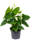 Anthurium andraeanum 'Sierra White' 6/tray - Foto 48034