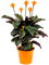 Calathea crocata 'Tassmania' 4/tray 5-6 Flowers - Foto 48057