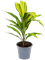 Cordyline fruticosa 'Kiwi' 6/tray - Foto 48256