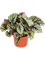 Begonia 'Fedor' 6/tray - Foto 48420