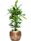Ficus cyathistipula Tuft - Foto 48508