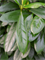 Ficus cyathistipula Tuft - Foto 48510