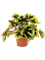 Begonia masoniana 'Iron Cross' 4/tray - Foto 48580