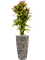 Croton (Codiaeum) variegatum 'Mammi' in Baq Lava - Foto 48969
