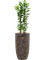 Ficus microcarpa 'Moclame' in Baq Luxe Lite Universe Layer - Foto 49023