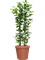 Ficus microcarpa 'Moclame' in Feliz - Foto 49051