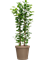 Ficus microcarpa 'Moclame' in Feliz - Foto 49053