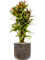Croton variegatum 'Mammi' in Baq Luxe Lite Universe - Foto 49196