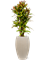 Croton (Codiaeum) variegatum 'Mammi' in Baq Raindrop - Foto 49399