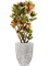 Croton (Codiaeum) variegatum 'Petra' in One and Only - Foto 49417