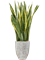 Sansevieria trifasciata 'Laurentii' in One and Only - Foto 49541