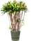 Croton (Codiaeum) variegatum 'Mammi' in Greenville - Foto 49810