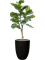 Ficus lyrata in Capi Nature Rib NL - Foto 49881