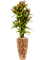 Croton (Codiaeum) variegatum 'Mammi' in Baq Facets Jenga - Foto 50000