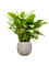 Aglaonema 'Freedman' in Marly, 27258 - Foto 50051