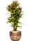 Croton (Codiaeum) variegatum 'Mammi' in Baq Opus Raw - Foto 50230