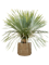 Yucca rostrata in Bohemian - Foto 50262