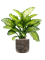 Dieffenbachia seguine 'Maroba' in Baq Luxe Lite Wrinkle - Foto 50368