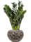 Zamioculcas zamiifolia 'Super Nova' in Baq Luxe Lite Moon - Foto 50381