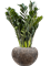 Zamioculcas zamiifolia 'Super Nova' in Baq Luxe Lite - Foto 50382