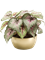 Begonia Grey/Pink in Pearlgold Bowl - Foto 51609