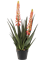 Aloe with Flowers Bush Orange - Foto 51644