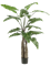 Alocasia Giant Tree 14lvs 150cm (2 parts) - Foto 51681