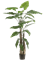 Alocasia Giant Tree (2 parts, 22 lvs) - Foto 51682