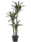 Agave Plant x3 100cm - Foto 51689
