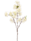 Cherry Blossom White - Foto 51690