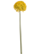 Allium Giganteum Yellow - Foto 51789