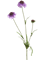 Scabiosa Lavender Typ 2 - Foto 51802