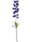 Fritillaria Dark Blue - Foto 51815