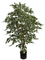 Ficus Folia A-tree White Green - Foto 51826