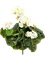 Geranium Bush Cream (7x) - Foto 51877