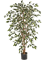 Ficus nitida Var. Branched Typ 2 - Foto 51922