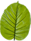 Alocasia Leaf - Foto 56813