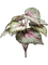 Begonia Branch Grey/Pink - Foto 56815