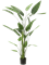 Heliconia Tuft (26 lvs.) - Foto 56846
